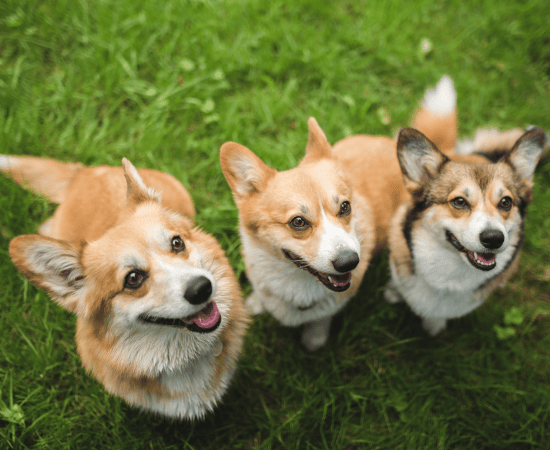 SNOUT Wellness Plans