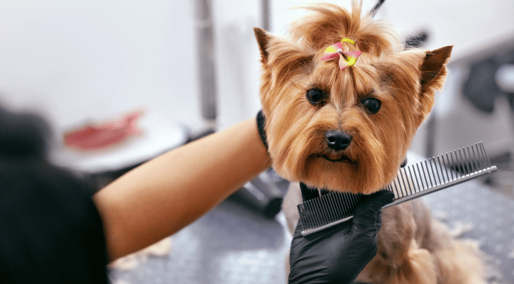 Grooming