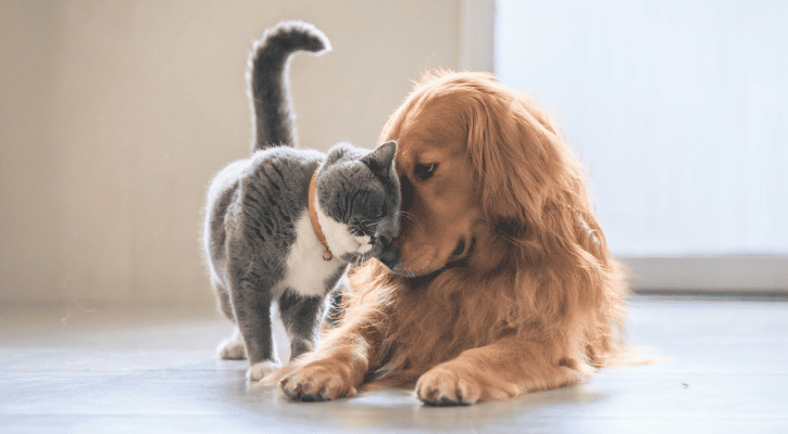 Preventative Care