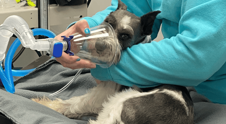 Sick Pet Exams